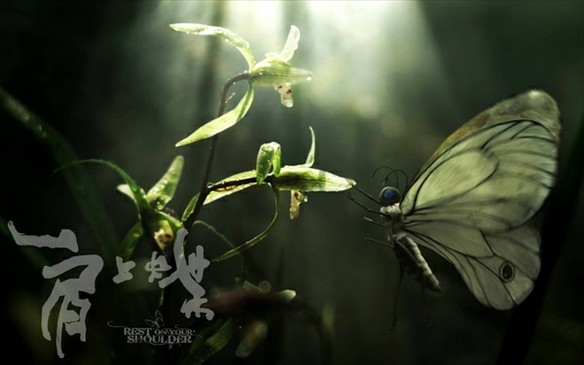 《肩上蝶》里蝶和花的真相！